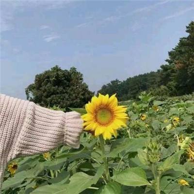 口袋决斗手游九游版下载